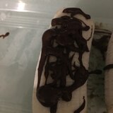 超簡単チョコバナナアイス